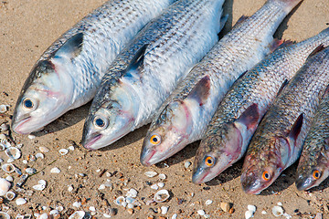 Image showing fresh brushed fish ready for cooking on a damp sand