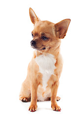 Image showing red chihuahua dog isolated on white background