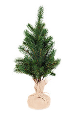 Image showing fir tree for Christmas isolated on white background 