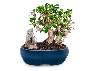 Image showing miniature bonsai tree and stone in blue pot isolated on white ba