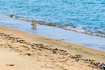 Image showing view of sea birds - sandpiper - looking for food during low tide