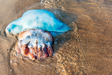 Image showing view of the big blue jellyfish throw the Japanese sea, Vladivost