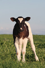 Image showing Calf