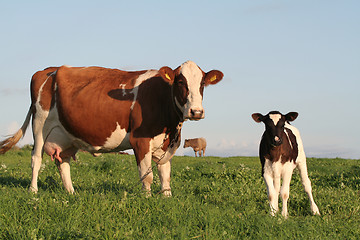 Image showing Cows