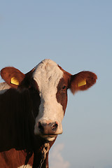 Image showing Cow