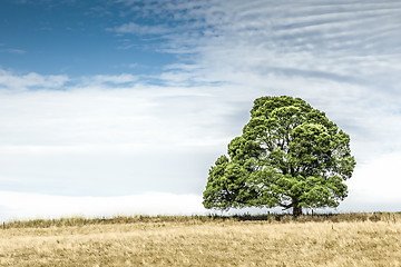 Image showing south australia tree