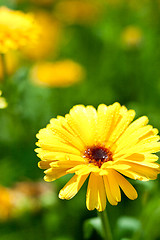 Image showing yellow gerber flower