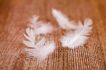 Image showing white downy feathers 