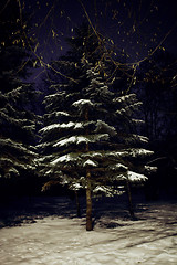 Image showing pine tree in night winter forest