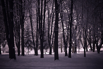 Image showing winter night landscape