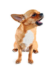 Image showing  chihuahua dog that sings a cheerful song isolated on white