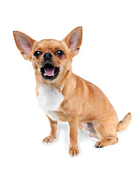 Image showing Chihuahua dog on white background