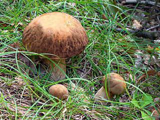 Image showing Group of the three Oak Mushrooms in the green grass