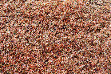 Image showing Carpet or rug texture 