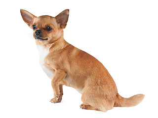 Image showing chihuahua dog isolated on white background