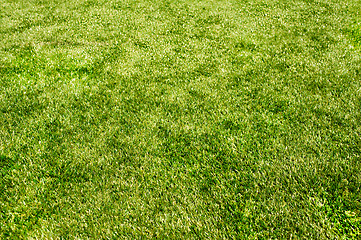 Image showing field grass texture 