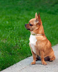 Image showing Chihuahua dog sitting on a background of green grass and looks i