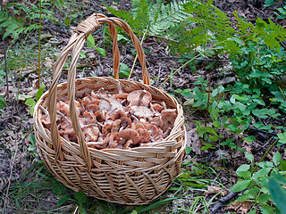 Image showing The basket of mushrooms in the autumn forest in summer day