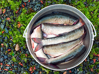 Image showing fresh brushed fish ready for cooking in the bowler