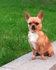 Image showing Chihuahua dog sitting on a background of green grass and looking