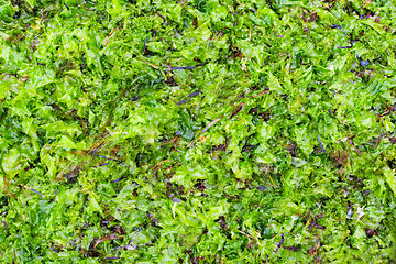 Image showing dried and fresh seaweed as background 