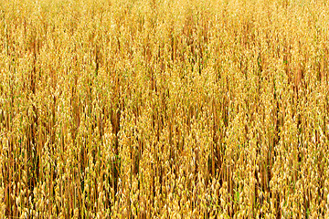 Image showing golden oat field texture, background, selective focus 