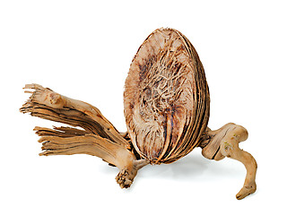 Image showing abstract still life with dried fruit of a tropical tree and an o