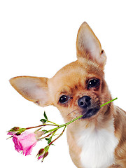 Image showing Chihuahua dog with rose isolated on white background