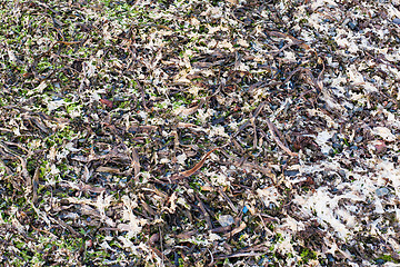 Image showing abstract background from dry seaweed and colorful sea pebbles