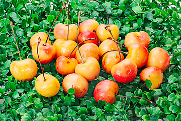 Image showing sweet fresh yellow-red cherry on green grass