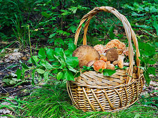 Image showing The basket of mushrooms in the autumn forest in sunny day