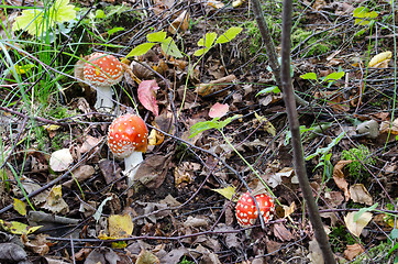 Image showing red poison fly agaric mushrooms grow in forest 