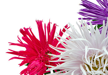 Image showing wet aster flowers blooms closeup isolated white 