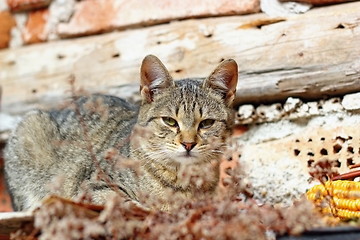 Image showing beautiful kitty