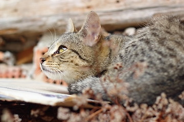 Image showing cat looking up