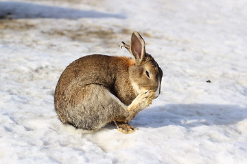 Image showing little rabbit