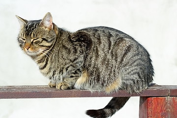 Image showing striped kitten on the  fence