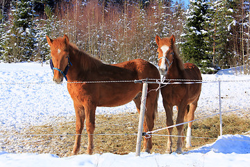 Image showing Two Young Finn Horses