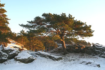 Image showing Old pine