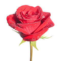 Image showing isolated rose