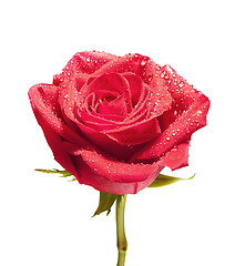 Image showing isolated close-up rose with path