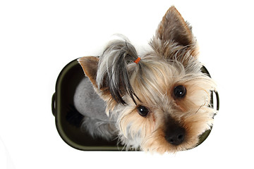 Image showing small yorkie dog in the pot