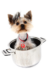 Image showing small yorkie dog in the pot