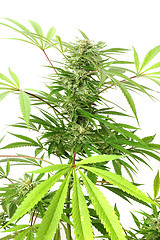 Image showing cannabis plant 