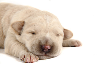 Image showing small labrador