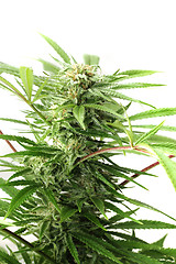 Image showing cannabis plant 