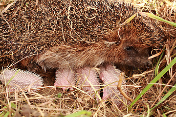 Image showing small hedgehogs and their mother