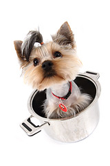 Image showing small yorkie dog in the pot