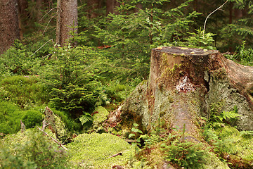 Image showing nice forest detail