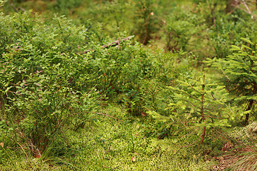 Image showing nice forest detail